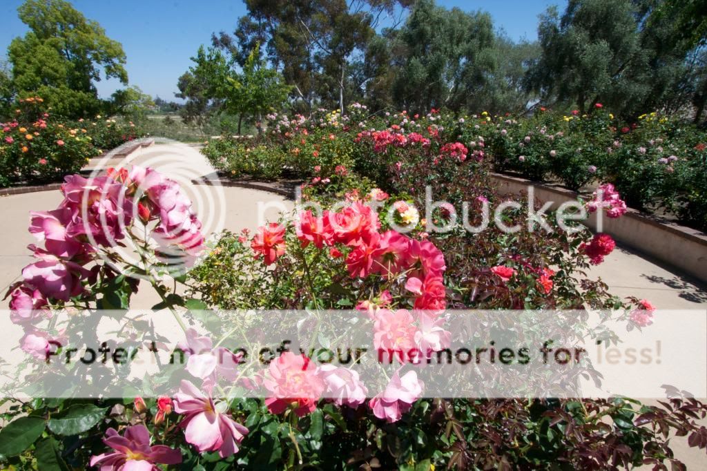 photo IMG_0921_zpsd9d264f8.jpg